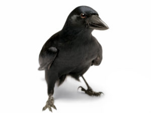 CAW! Let's celebrate all our wins!