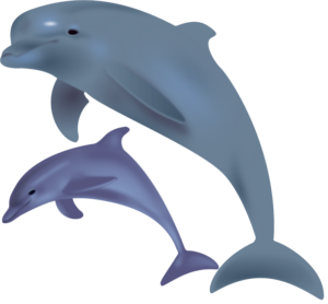 Two dolphins jumping